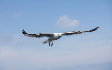 Seagull in flight