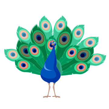 Cartoon smiling Peacock