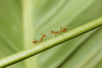 Macro image of red ants.