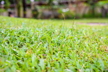 green grass natural background texture.