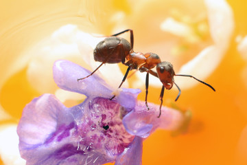 Ant on flowers