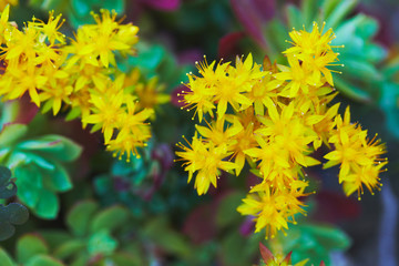 Sempervivum or houseleeks blooming background pattern beautiful color fresh