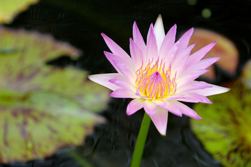 Pink lotus flower.