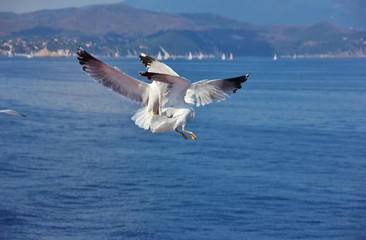 Two seagulls fighting over the sea, Elba island, Italy