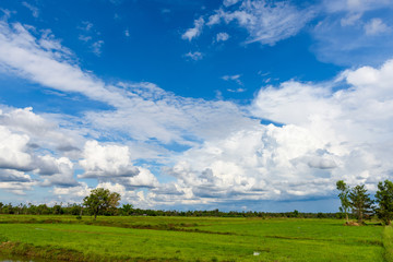 paddy field with blue sky