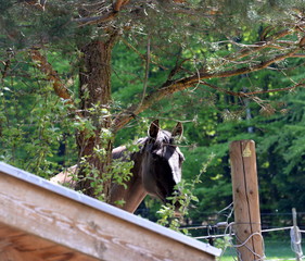 no one can find me, grullo quarter horse hidden behind a tree