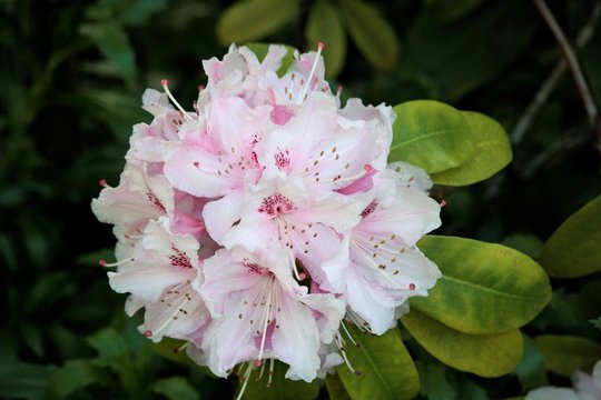  rhododendron