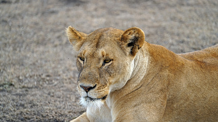 Obraz na płótnie Canvas Lioness in Serengeti, Tanzania
