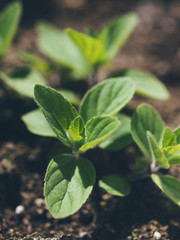 fresh mint leaves in soil in sunlight