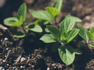 fresh mint leaves in soil in sunlight