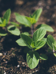 fresh mint leaves in soil in sunlight
