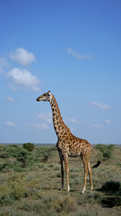 Giraffe in Serengeti, Tanzania