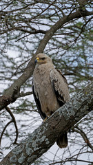 Tawny Eagle in Serengeti, Tanzania