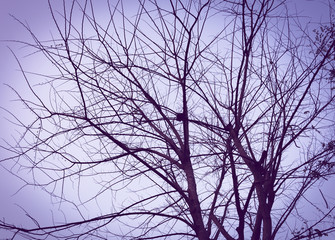 Silhouette of a tree at sunset with branched branches