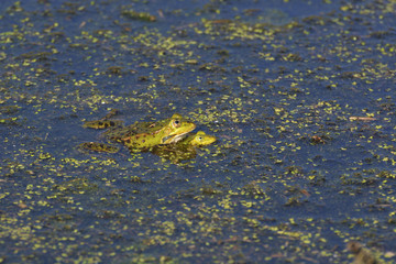 Frogs in the pond