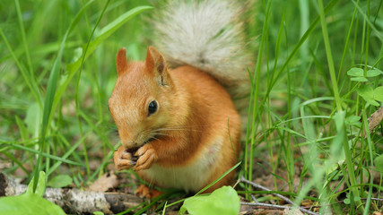 Red squirrel deftly gnaws nuts in the park