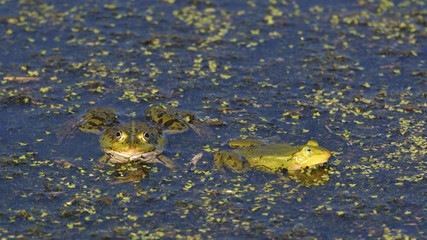 Frogs in the pond