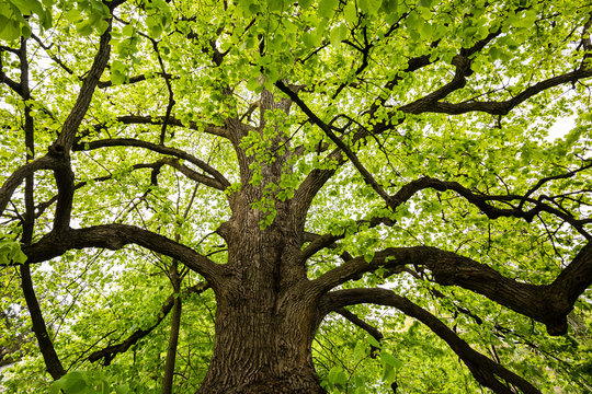 100 years old lime tree