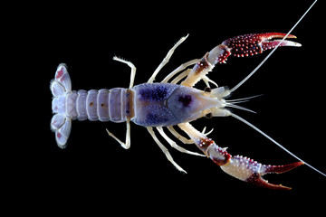 crayfish