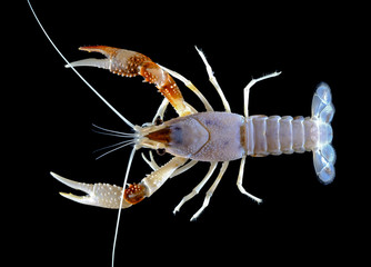 crayfish