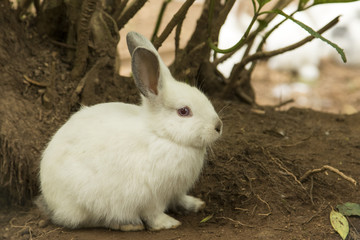 white rabbit with red eyes