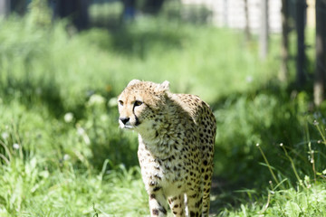 Gepard