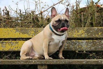 französische bulldogge sitzt auf einer bank
