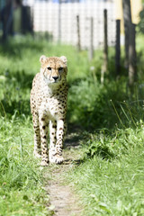 Gepard