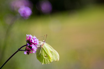 Butterfly 3