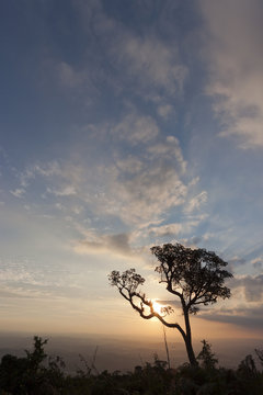 summer landscape - tree on the edge of a cliff with sunset in the background