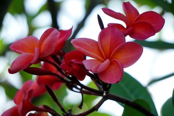 Plumeria also is used directly as a common name, especially in horticultural circles