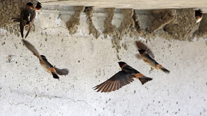 hirondelle à front blanc © Pascal Huot