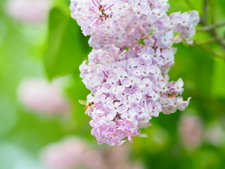 ライラックの花とミツバチ