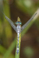 blue dragonfly with green eyes on a leaf