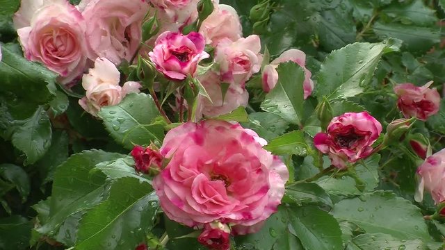 Viele nasse rosa Rosen am Rosenstrauch bewegen sich im Wind