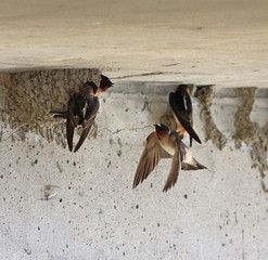 hirondelle à front blanc © Pascal Huot