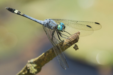blue dragonfly with green eyes on a stick