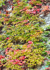 Beautiful red and green leaf of ivy is claiming up the wall. Wall is hidden under the ivy. Thick shroud of ivy. Wall is ivy-encircled.