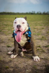 Obraz premium American bully dog sitting in the park
