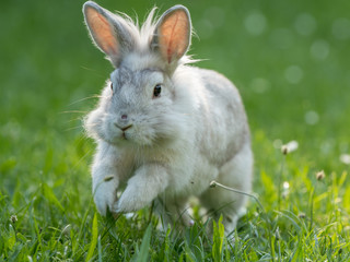 Kaninchen hoppelt über die Wiese