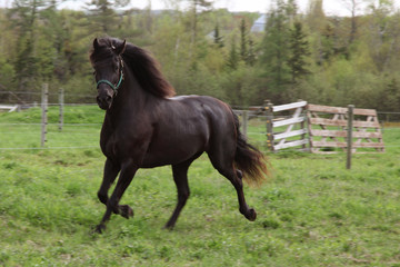 black horse running in green pasture