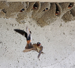 hirondelle à front blanc © Pascal Huot