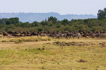 Fototapeta na wymiar Great migration. Herds on the Mara River. Kenya, Africa