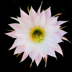 Flower of cactus