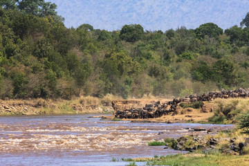 Fototapeta na wymiar Herds of wildebeest on the shores of the Mara River. Kenya, Africa