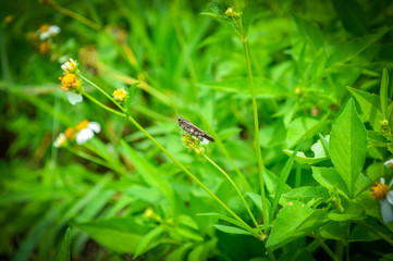 Grasshopper on green plant