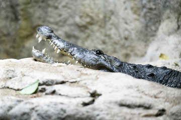 Krokodil