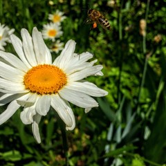 Obraz premium A macro close up of Honey Bee on a daisy flower collecting nectar and pollen