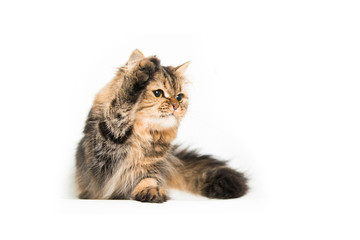 Young persian cat in front of a white background