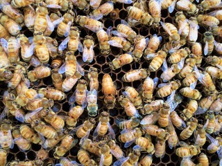 Honey bees (Apis sp.) on frame on honeycomb, with worker bees and larvae, queen bee in center,